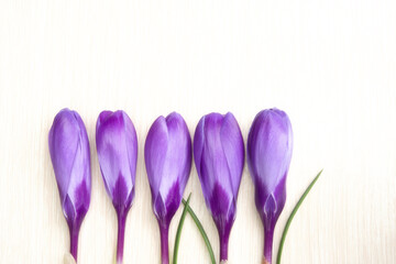 A group of purple blossom crocuses isolated on the white background. Soft focus.
