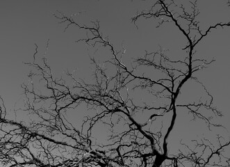 Silhouette of a tree without leaves on a gray background under the rays of the spring sun. Texture. Wallpaper.