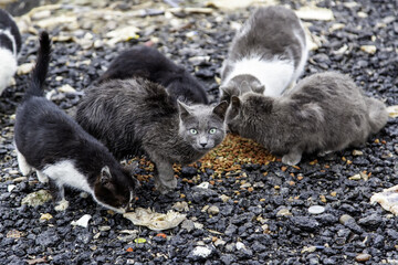 Stray cats eating on the street