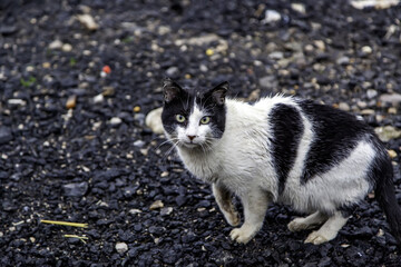 Abandoned stray cat
