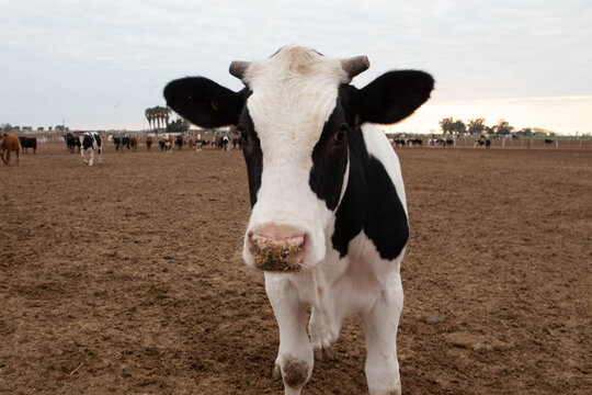 Vaca