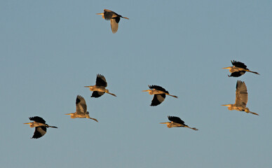 Purple Heron (Ardea purpurea), Greece