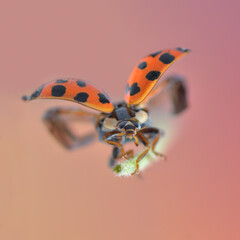 Closeup macro of Polish Ladybug jump and flying on natural background. 