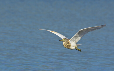 Squacco Heron (Ardeola ralloides), Crete