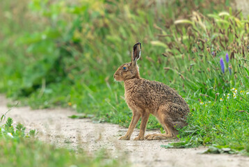 Brown Hare.  Close up of a sitting adult hare in Summer, facing left in natural farmland habitat with colourful wild flowers. Scientific name: Lepus Europaeus.  Horizontal.  Space for copy.
