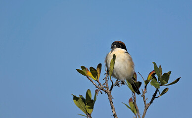 Woodchat Shrike (Lanius senator), Greece