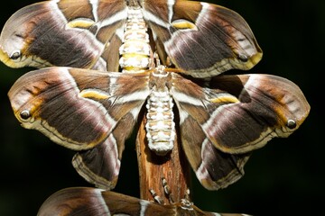 Samia cynthia, Ailanthus silkmoth, several butterflies on the trunk with dark background, selective focus