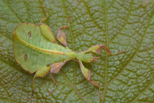 Phyllium mabantai extreme insect macro 