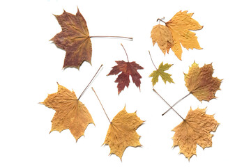 Dried autumn cottonwood leaves isolated on the white background. Herbarium. Autumn background.