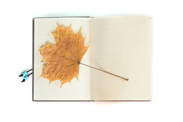 Yellow dried autumn cottonwood leaf in the notebook isolated on the white background. Herbarium. Autumn background.