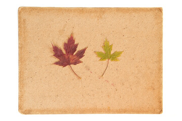 Dried autumn leaves on the cardboard isolated on the white background. Herbarium. Autumn background.