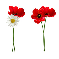 Bouquets of red tulips and daisies. Flowers. Red. Revealed. Floral background. Vector illustration. Isolated. Set.