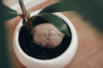 Fototapeta premium Potted coconut tree, Indoor flower, Cozy home, Botany, Coconut