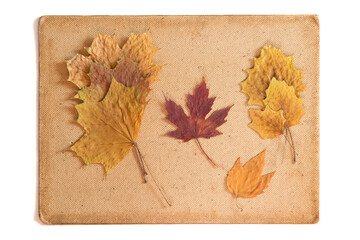 Dried autumn leaves on the cardboard isolated on the white background. Herbarium. Autumn background.