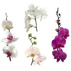 Tropical flowers. Orchids. Set. Isolated. Branches. Pink. Purple. White.