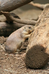 prairie dog eating