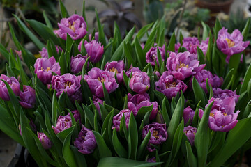 Fototapeta premium Group of violet purple tulips in the greenhouse