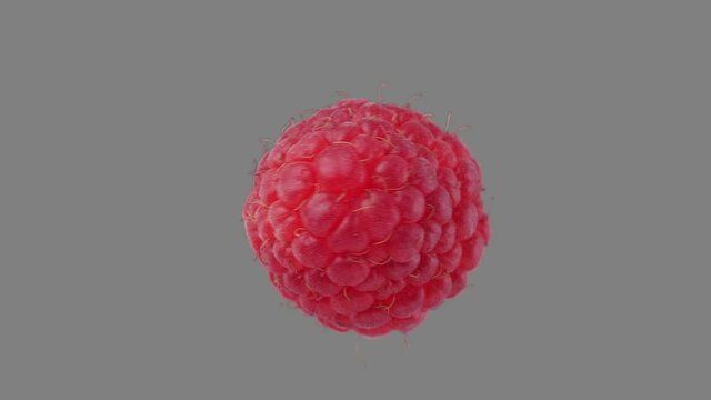 Fresh raspberries spin and float - isolated on black, neutral gray or white. Sweet juicy raspberry rotate in seamless loop for unlimited duration. Alpha channel included.