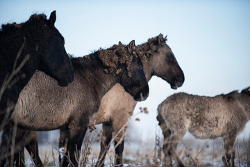 Wild konik horses © Danique