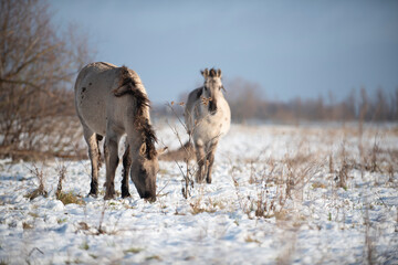 Naklejka premium Wild konik horses