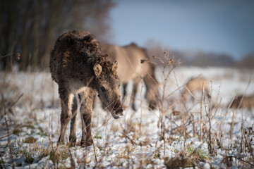 Wild konik horses © Danique
