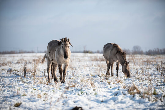 Wild Konik Horses