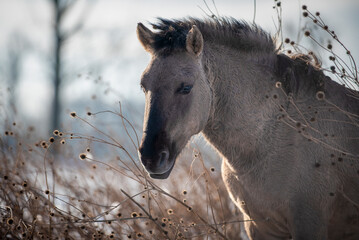 Wild konik horse © Danique