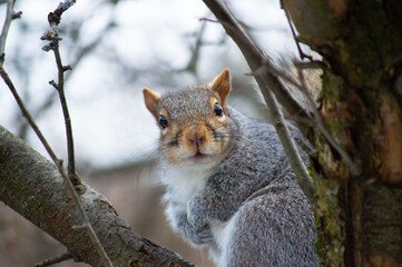 Squirrel in a tree