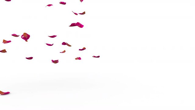The ribbed red rose petals fly beautifully and fall to the floor. On the right is an empty space for your design. Isolated white background. 4K video quality