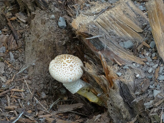 Ein weisser Schirmling unter einem gefällten Baum - A white mushroom under a felled tree