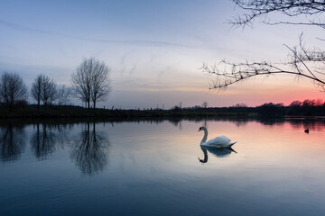swan on the river at sunset