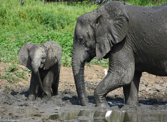 Mother and Baby elephant taking mud bath