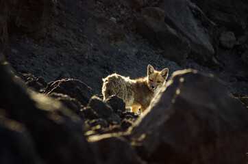 A fox in the mountains, Patagonia, Argentina