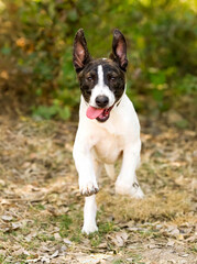 Dog Running Funny Vertical