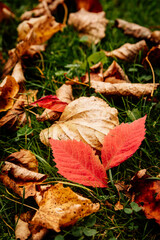 Beautiful autumn fallen leaves on the green grass