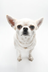 chihuahua sguardo pelo bianco 