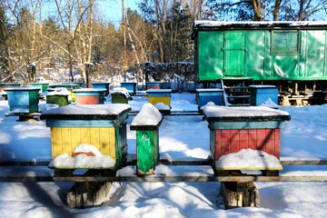 Fototapeta na wymiar Colorful wooden beehives covered with snow on a winter day 