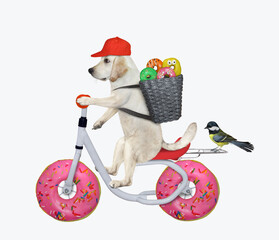 A dog courier delivers colored donuts by bike. White background. Isolated. - 411286939