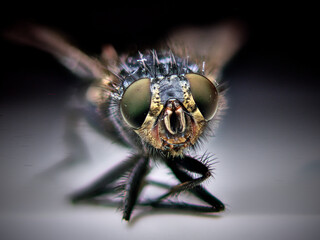 macro of a fly