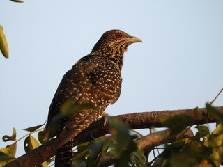 red eye cuckoo