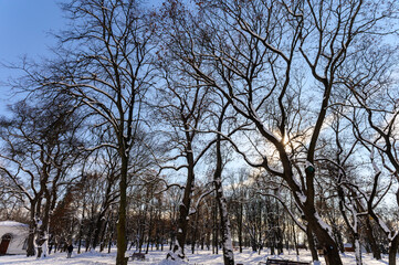 walk through the winter park of the city of Chernihiv3