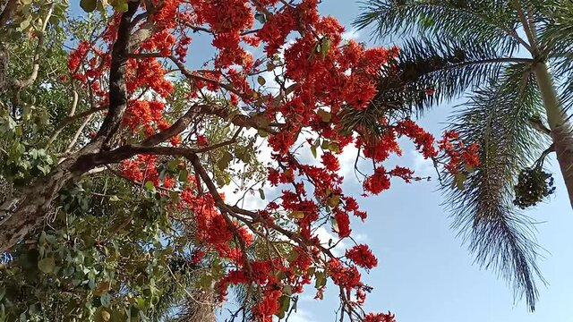 Butea monosperma bloom blown by the wind, Thailand