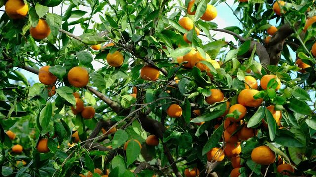Tangerine tree garden. Branches with yellow and orange mandarin fruits.