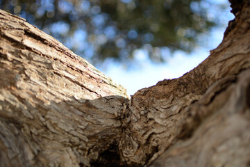 detalle de tronco de olivo