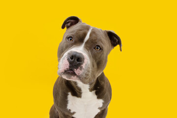 American bully dog tilting head side . Isolated on yellow background.
