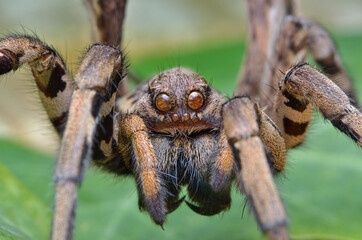 Tarantula lycosa macro spider