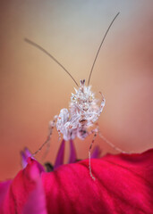 Sibylla pretiosa on flower, natural macro of mantis