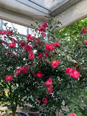 red flowers in a garden