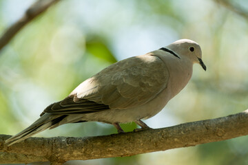 paloma