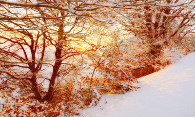 Winter snowy trees golden hour